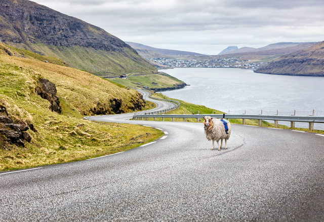 Ett Sheep View-får på Färöarna (foto: Pressbild Visit Faroe Islands) 