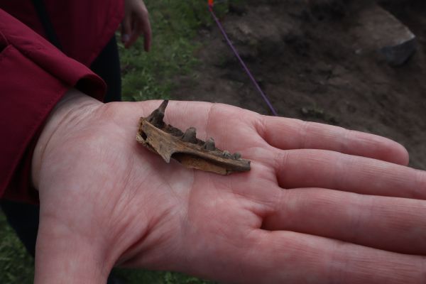 Framgångsrik arkeologisk utgrävning hoppas få fortsättning nästa år