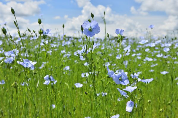En hållbar garderob med hjälp av växtfibrer