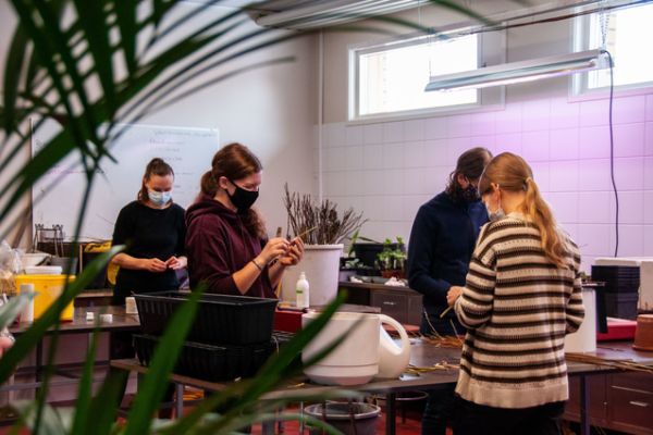 Äppelträdsympning – vad innebär det?