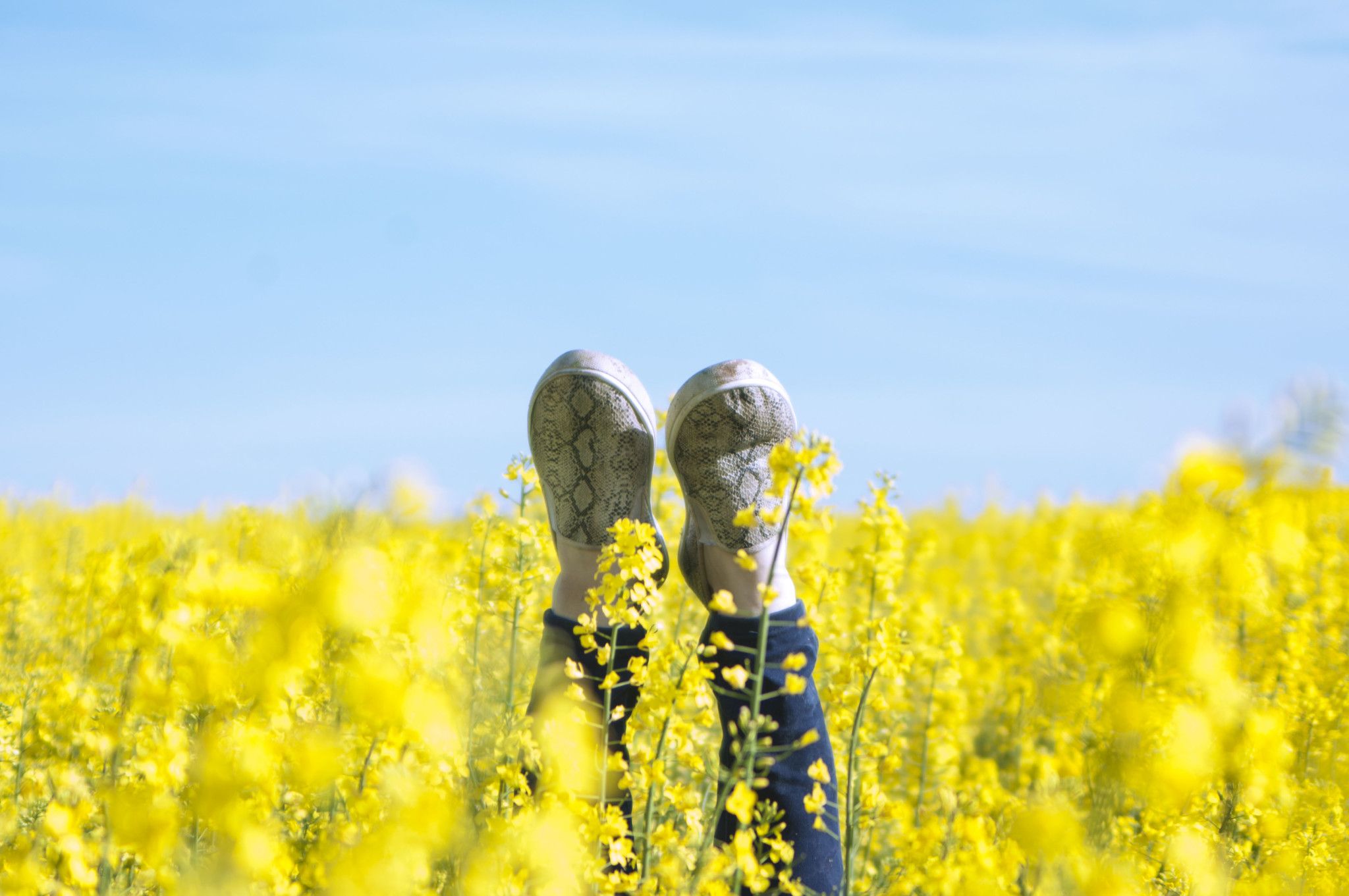 Fötter i luften i ett gult rapsfält