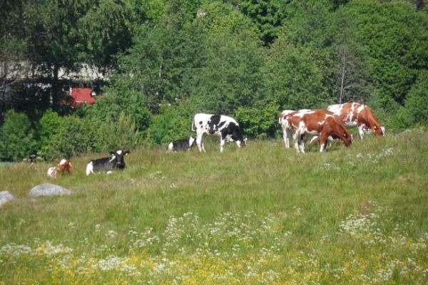 Allt du velat veta om ekologisk produktion, men inte frågat!