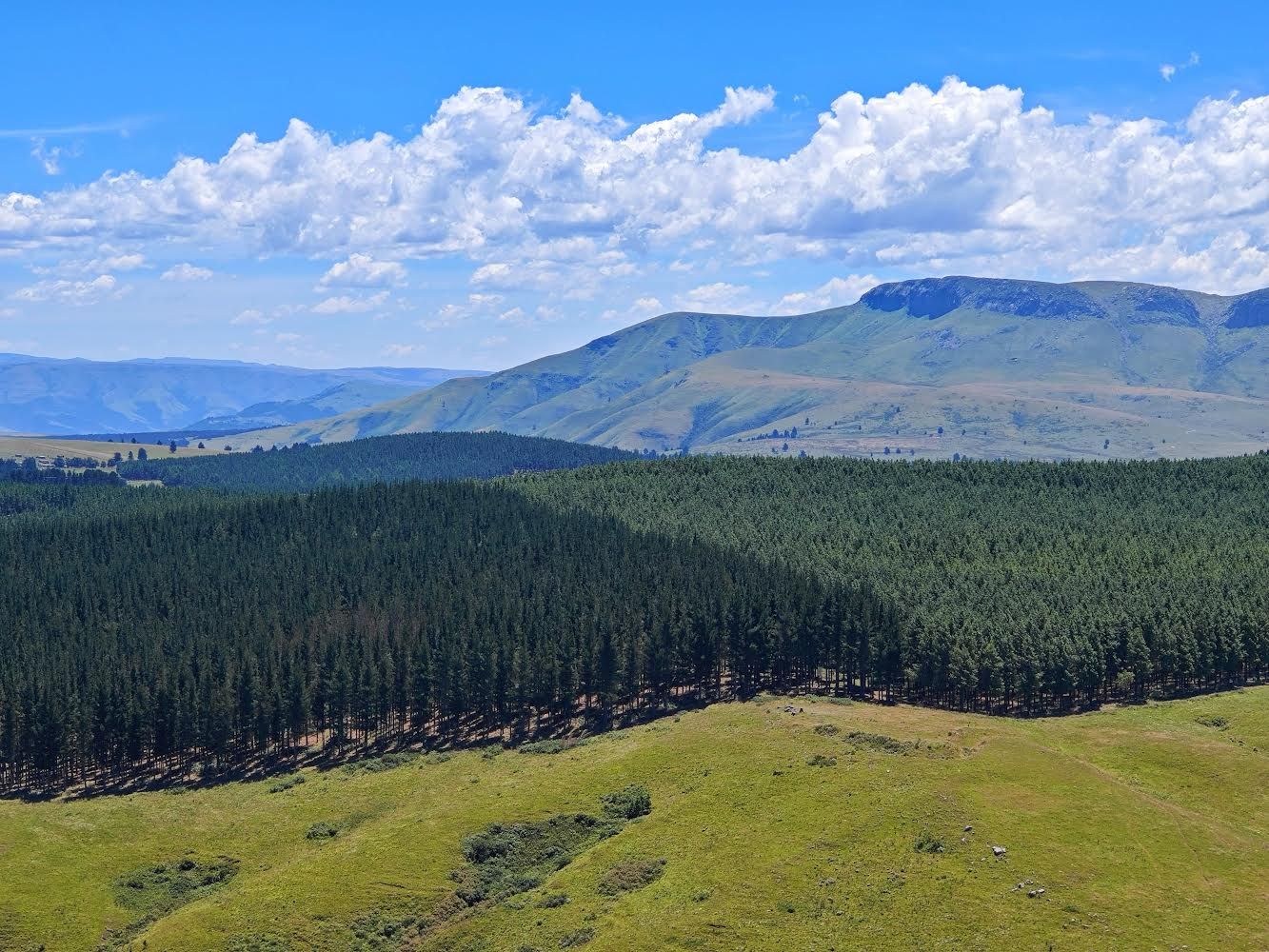 Tallplantage i Sydafrika, med Pinus radiata till vänster och Pinus patula till höger, foto Romi Rancken
